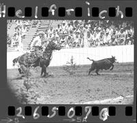 Ben Findley Calf Roping