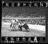 Barry Burke Steer Wrestling