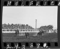 Frank Vesley - Jerome English Team Roping