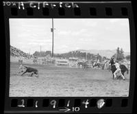 J.L. Bartlett Calf Roping