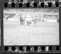 Leon Bauerle Steer Wrestling