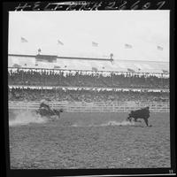 Eddie Becker Steer Roping