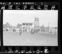 Glen Franklin Calf Roping