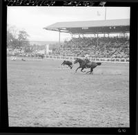 Joe Snively Steer Roping  "Roping"