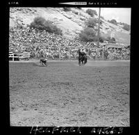 Warren Wuthier Calf Roping