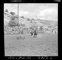 Dean Oliver Calf Roping