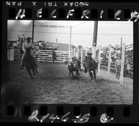 Marvin Davis Steer Wrestling