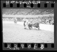 Barry Burke Steer Wrestling