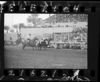 C.R. Jones Steer Wrestling