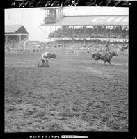 Sonny Wright Steer Roping