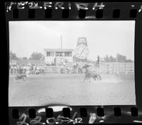 Guy Weeks Calf Roping