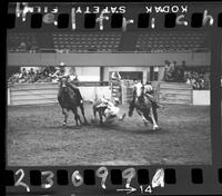 Bob Perkins Steer Wrestling