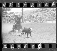 Bucky Bradford Calf Roping