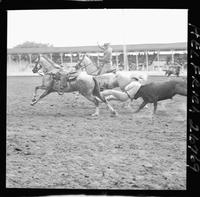 Geo. Doak Steer Wrestling