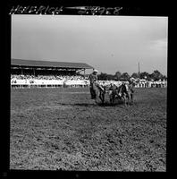 Tater Decker Steer Wrestling