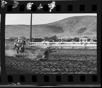 Lee Farris Calf Roping