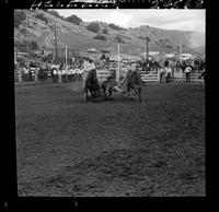 Vince Shammo Steer Wrestling