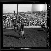 Mac Griffith on Dandelion  (V)