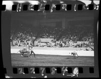 Dale Carroll Calf Roping