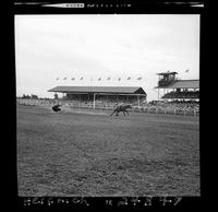 Everett Shaw Steer Roping