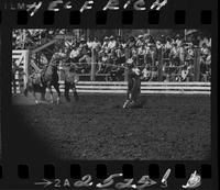 Larry Wyatt Calf Roping