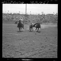 John Dalton Steer Wrestling