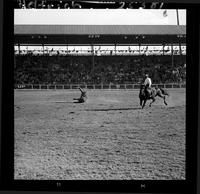 Bud Tillard Steer Roping