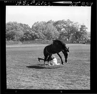 Doug Flanigan off Gentleman Jim  (V)