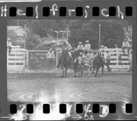 Nick Mackey Steer Wrestling