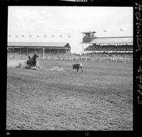 Ronnye Sewalt Calf Roping