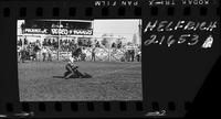 Warren Wuthier Calf Roping