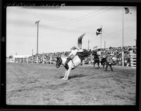 Billy Wilcoxson on Cheyenne