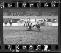 Barry Burke Steer Wrestlinh