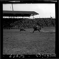 Joe Snively Calf Roping