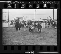 Bill Hogue Steer Wrestling