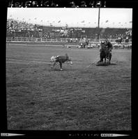 Ron Posey Calf Roping