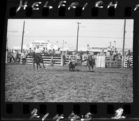 Carl Mendes Steer Wrestling