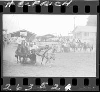 Slick Roach Steer Wrestling