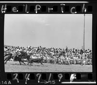 Steer Roping for Garcia  (Team Roping)