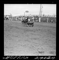 Del Haverty Calf Roping