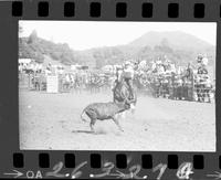 Jack Peet Calf Roping