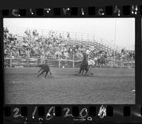 C.T. Jones Calf Roping