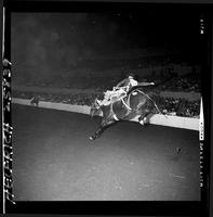 Bill Martinelli on Brown Jug  (Big Sky)