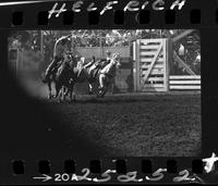 Harly May Steer Wrestling