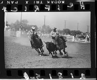 Bob Hare Steer Wrestling