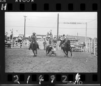 Ken Neunes Steer Wrestling