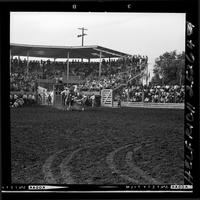 Corinne Williams Steer Wrestling