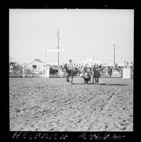 Bill Hogue Steer Wrestling