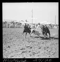 Junior Muzio Steer Wrestling