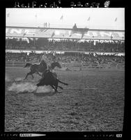 Joe Snively Steer Roping